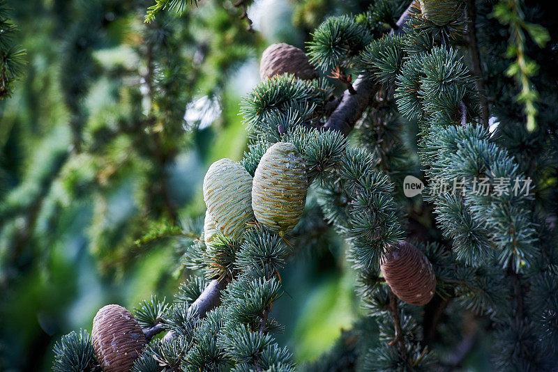 枝具松果的阿特拉斯雪松(Cedrus atlantica)，选择性集中。